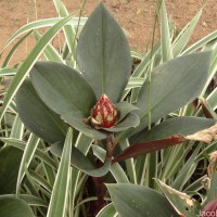 Costus erythrophyllus Loes.